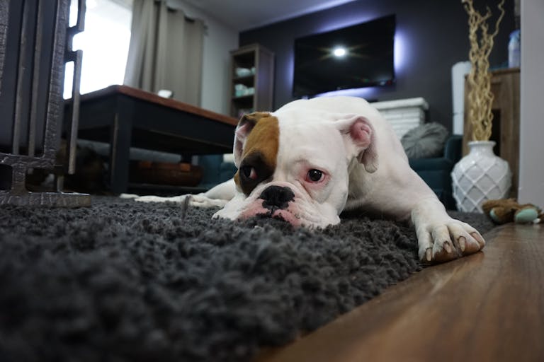Dog Wee on Carpet: How to Clean it Off